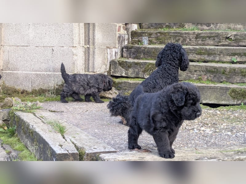 Bouvier des Flandres Welpen "Belle Manatis" L-Wurf Geboren am 22.08.2025