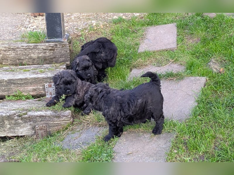 Bouvier des Flandres Welpen "Belle Manatis" L-Wurf Geboren am 22.08.2025