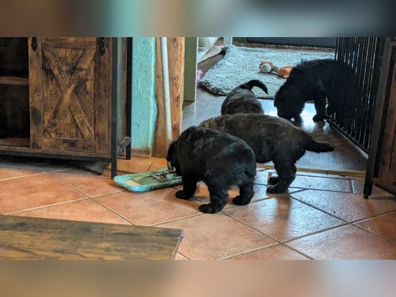 Bouvier des Flandres Welpen "Belle Manatis" L-Wurf Geboren am 22.08.2025