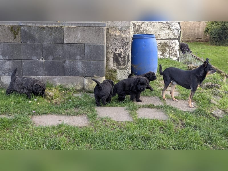Bouvier des Flandres Welpen "Belle Manatis" L-Wurf Geboren am 22.08.2025