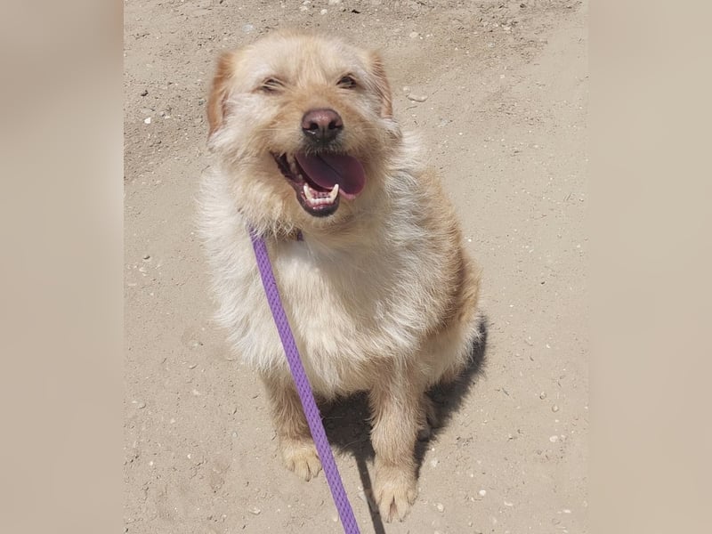 Maisy eine absolut liebe Hündin