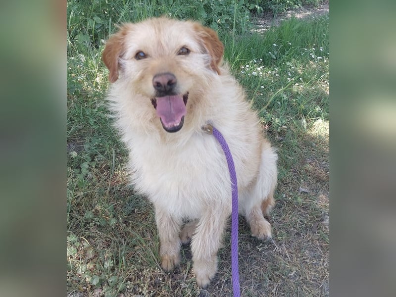 Maisy eine absolut liebe Hündin