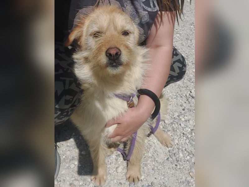 Maisy eine absolut liebe Hündin