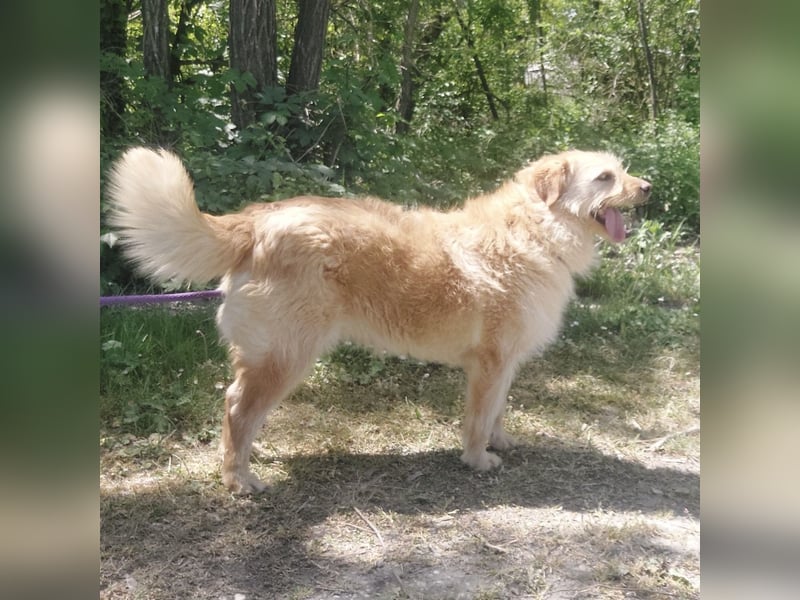 Maisy eine absolut liebe Hündin