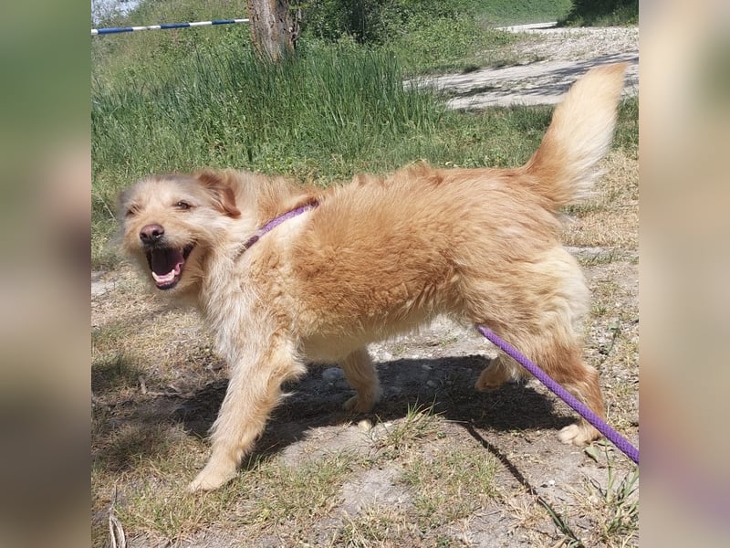 Maisy eine absolut liebe Hündin