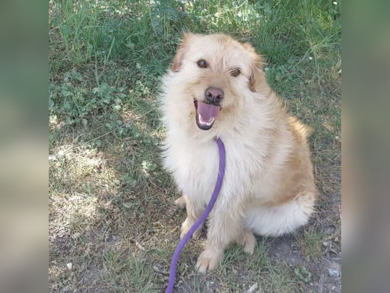 Maisy eine absolut liebe Hündin