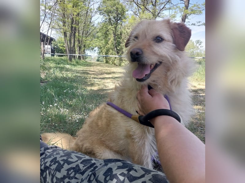 Maisy eine absolut liebe Hündin