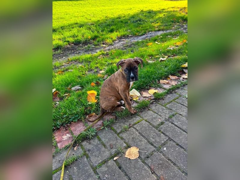 Boxer  Hündin – geimpft, entwurmt, gechipt, mit EU-Heimtierausweis