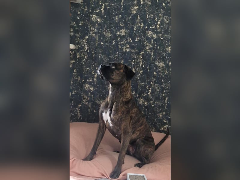 Süße Boxer Dame