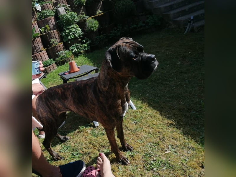 Süße Boxer Dame