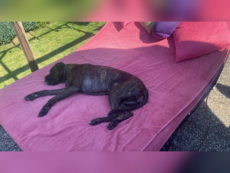 Süße Boxer Dame