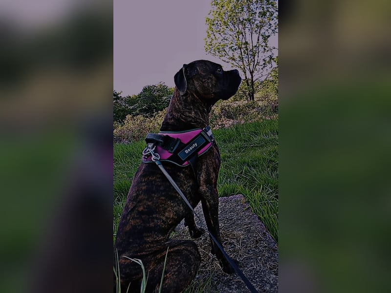 Süße Boxer Dame