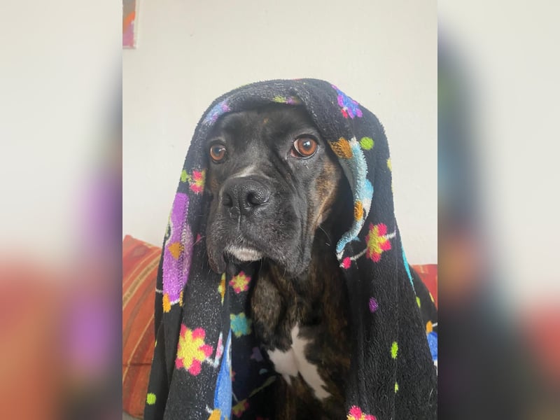 Süße Boxer Dame