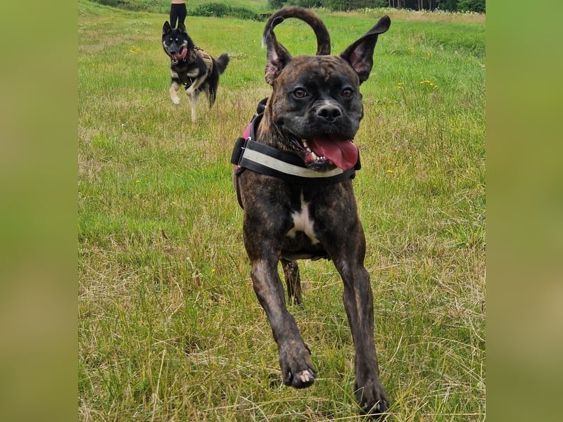 Süße Boxer Dame