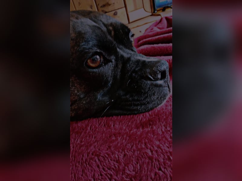 Süße Boxer Dame