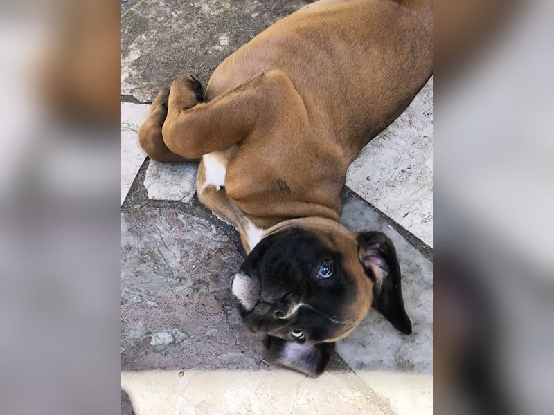 Typvolle reinrassige Boxer Welpen suchen ein Zuhause