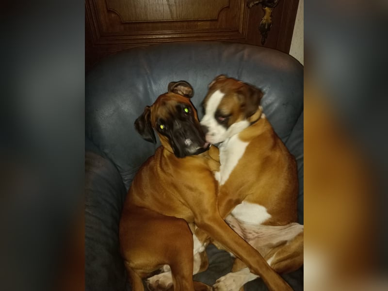 Typvolle reinrassige Boxer Welpen suchen ein Zuhause