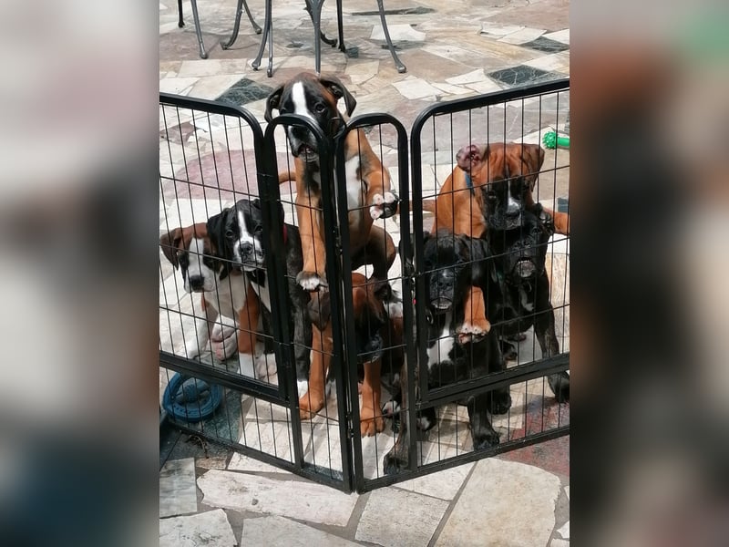 Typvolle reinrassige Boxer Welpen suchen ein Zuhause