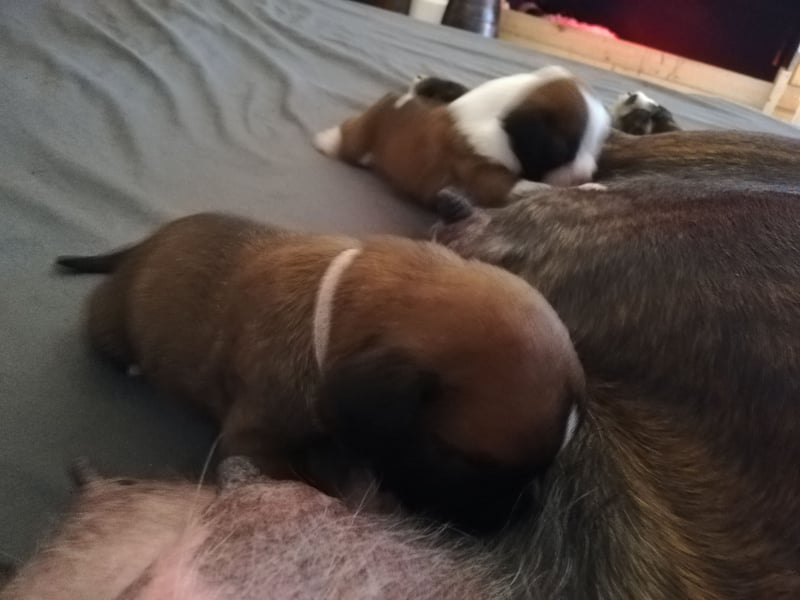 Typvolle reinrassige Boxer Welpen suchen ein Zuhause