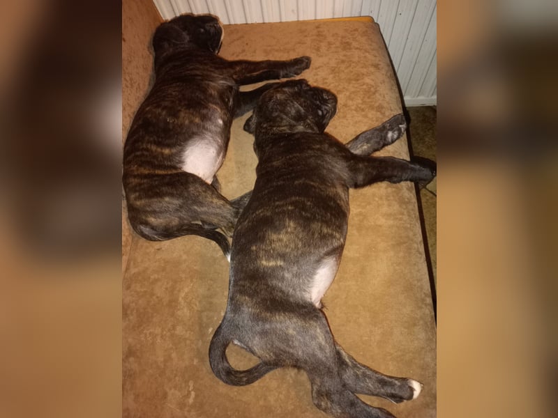 Typvolle reinrassige Boxer Welpen suchen ein Zuhause