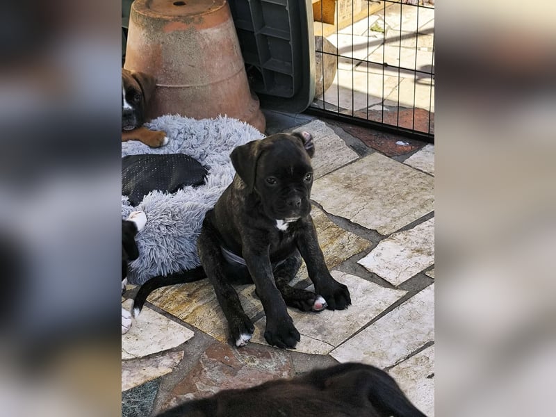 Typvolle reinrassige Boxer Welpen suchen ein Zuhause