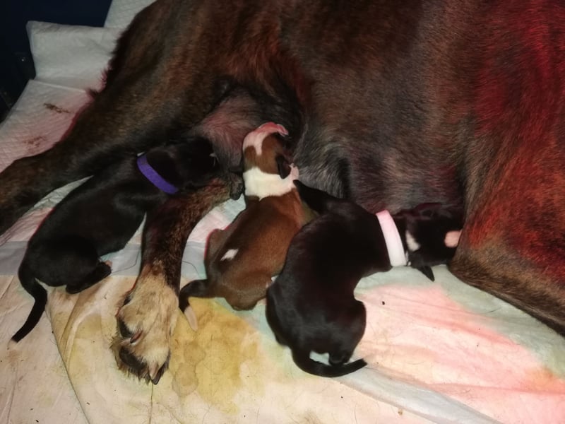 Typvolle reinrassige Boxer Welpen suchen ein Zuhause