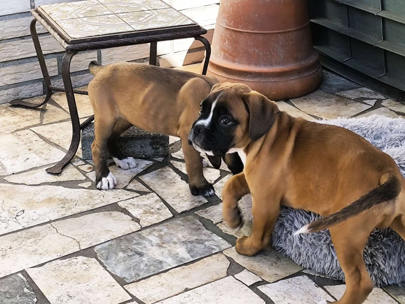 Typvolle reinrassige Boxer Welpen suchen ein Zuhause