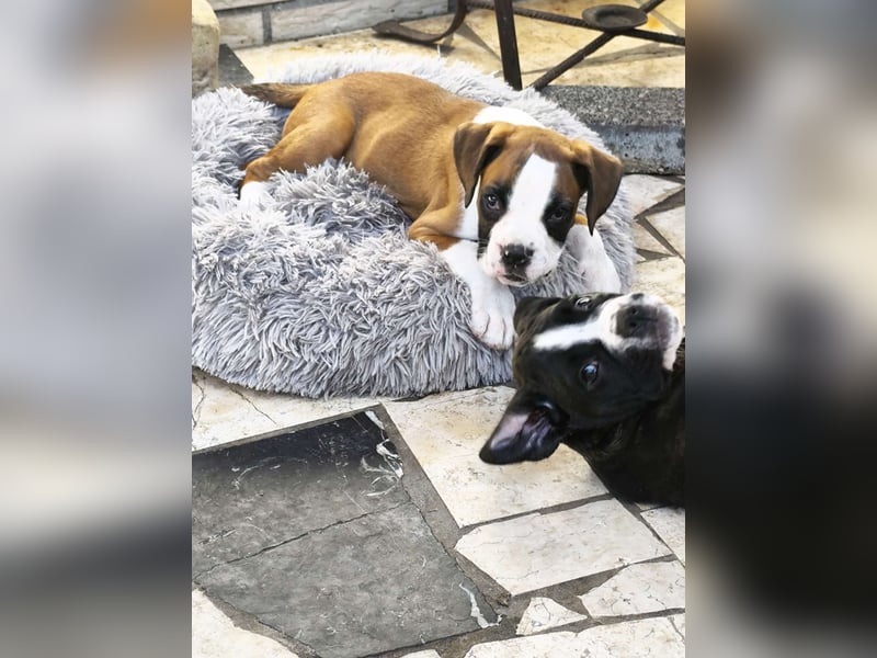 Typvolle reinrassige Boxer Welpen suchen ein Zuhause