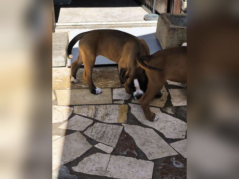 Typvolle reinrassige Boxer Welpen suchen ein Zuhause