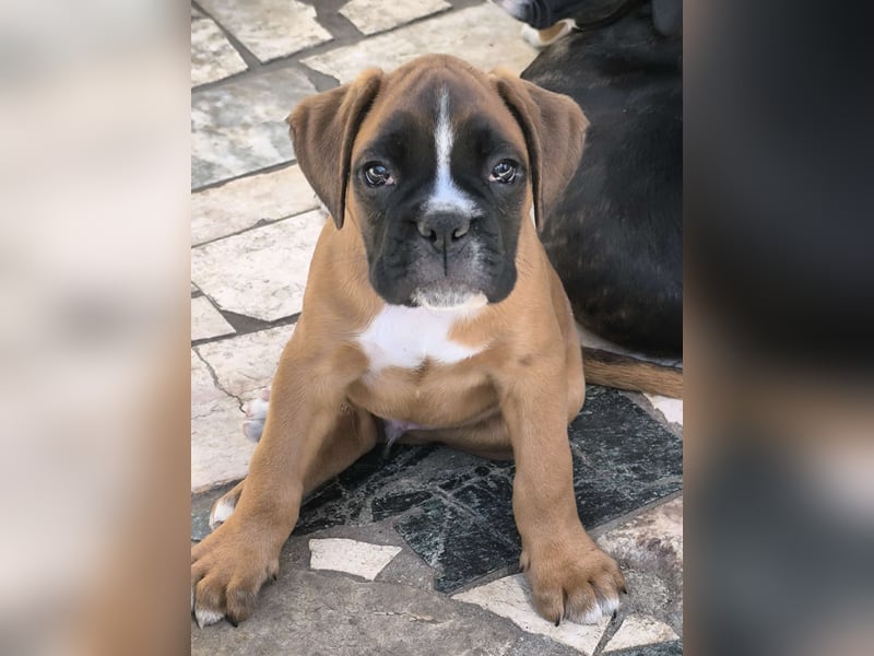 Typvolle reinrassige Boxer Welpen suchen ein Zuhause