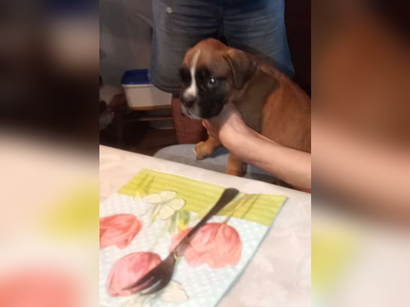 Typvolle reinrassige Boxer Welpen suchen ein Zuhause