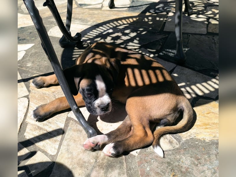 Typvolle reinrassige Boxer Welpen suchen ein Zuhause