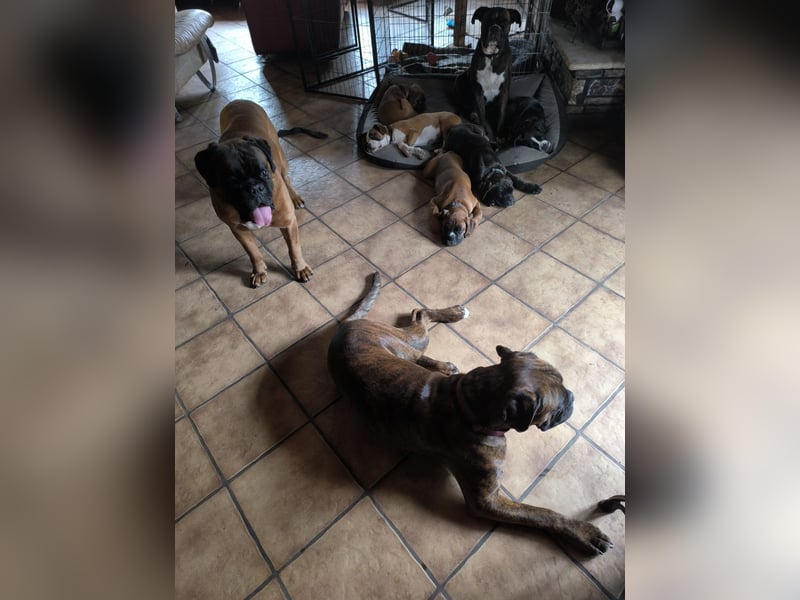 Typvolle reinrassige Boxer Welpen suchen ein Zuhause