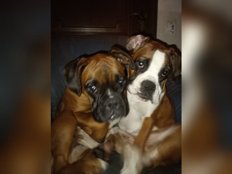 Typvolle reinrassige Boxer Welpen suchen ein Zuhause