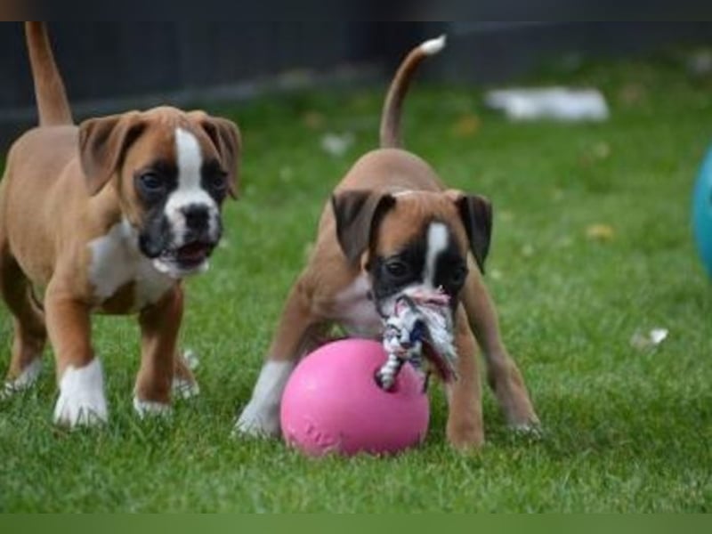 Boxer  Hündin – geimpft, entwurmt, gechipt, mit EU-Heimtierausweis Boxer  Hündin – geimpft, entwurmt, gechipt, mit EU-Heimtierausweis