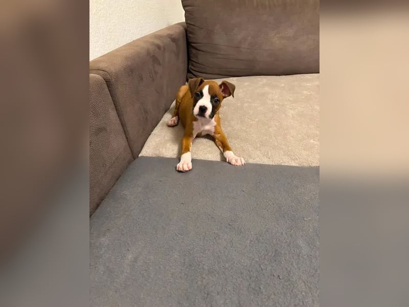 Boxer  Hündin – geimpft, entwurmt, gechipt, mit EU-Heimtierausweis Boxer  Hündin – geimpft, entwurmt, gechipt, mit EU-Heimtierausweis