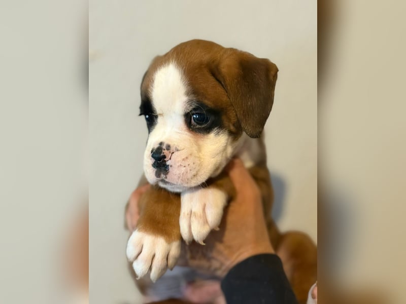Boxerwelpenit Papieren