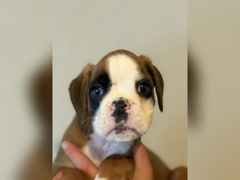 Boxerwelpenit Papieren
