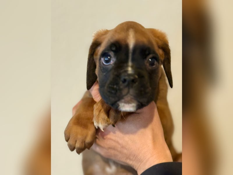Boxerwelpenit Papieren