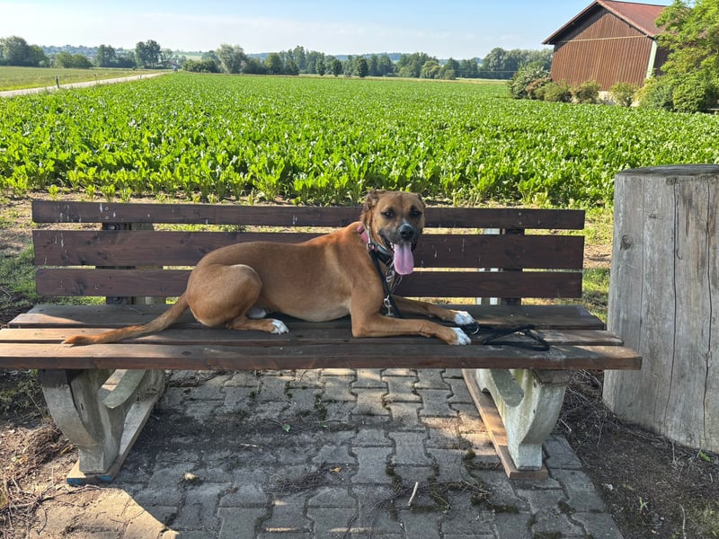 Percy sensibler Boxer Mischlingsrüde