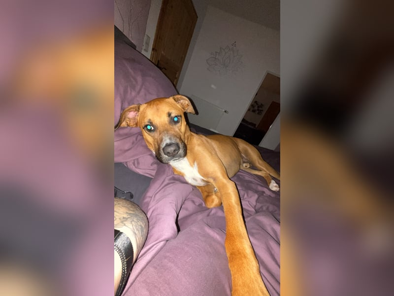 Percy sensibler Boxer Mischlingsrüde