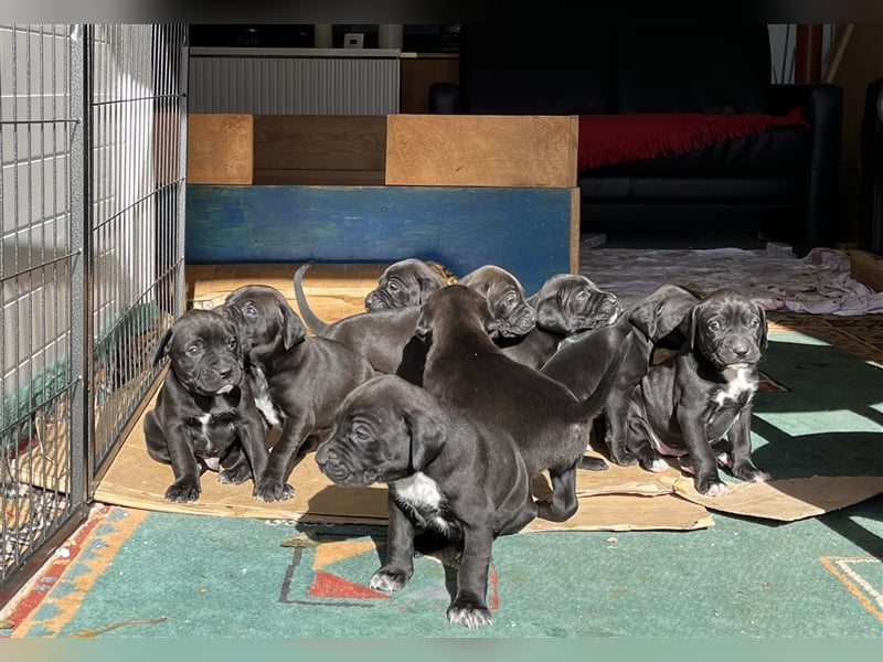 Boxer - Deutsch Kurzhaar Welpen