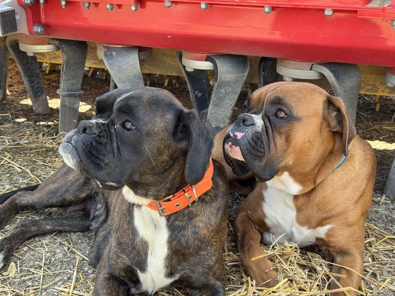 Boxer Welpen