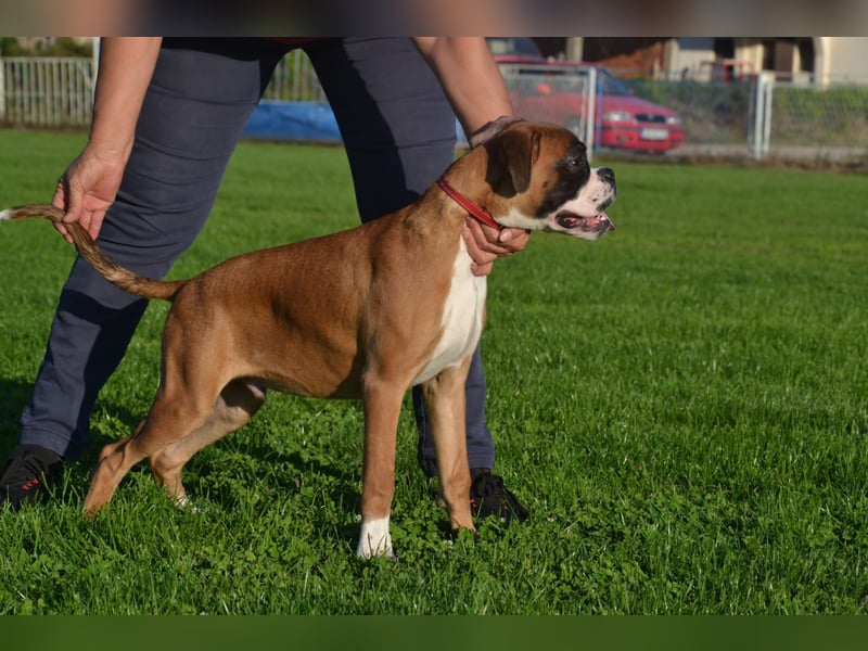 Deutscher Boxer