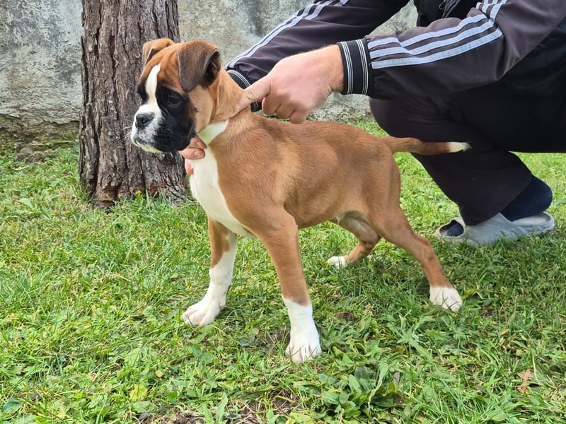 Deutscher Boxer