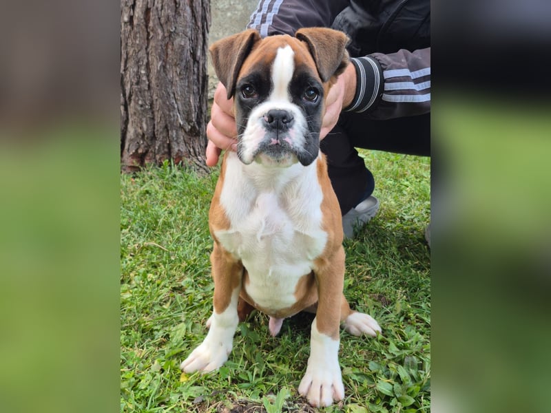 Deutscher Boxer