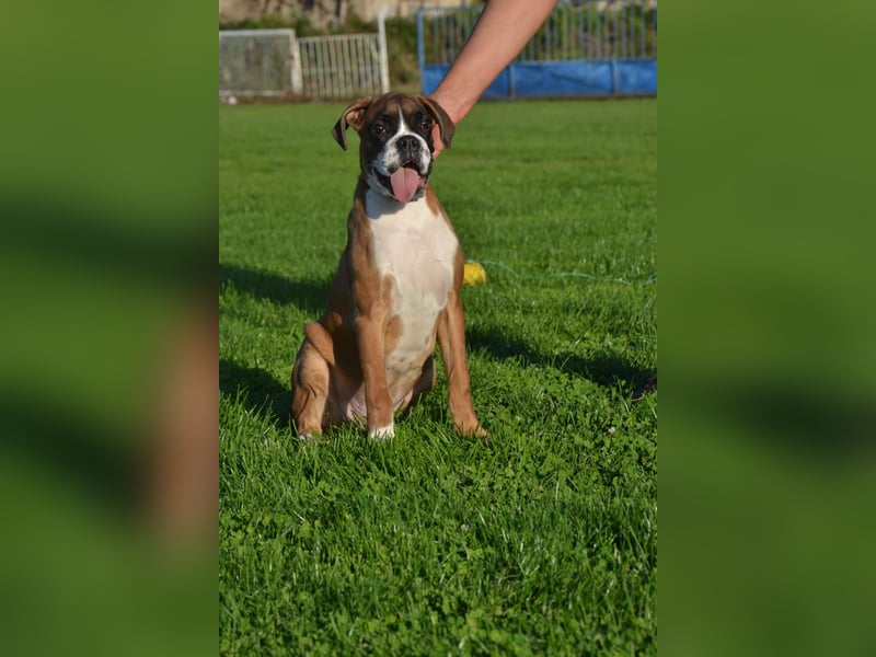 Deutscher Boxer