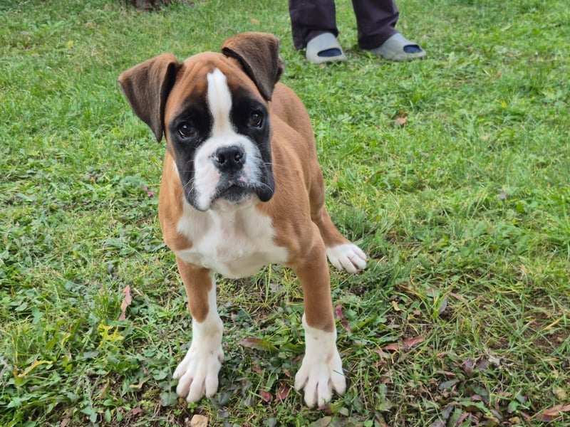 Deutscher Boxer