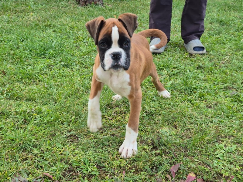 Deutscher Boxer
