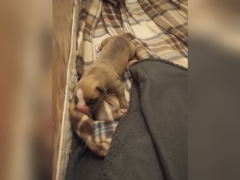 Boxer Welpen